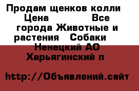 Продам щенков колли › Цена ­ 15 000 - Все города Животные и растения » Собаки   . Ненецкий АО,Харьягинский п.